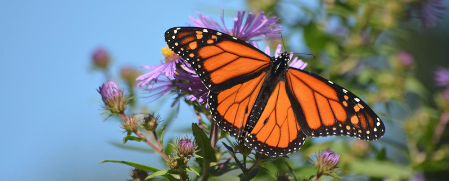 Butterfly for LAJ